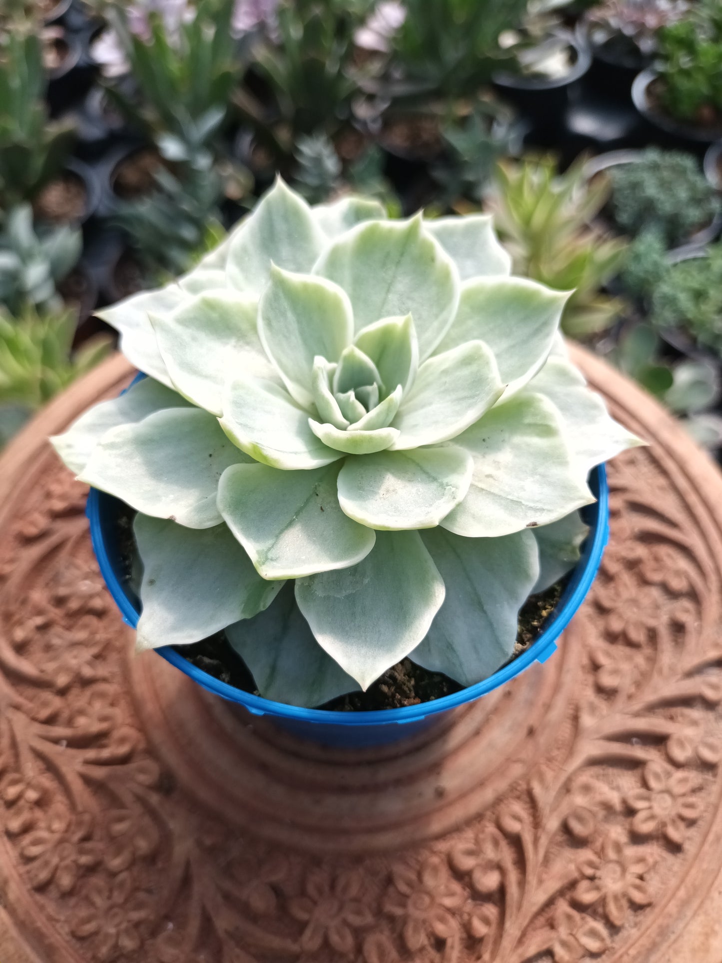 Echeveria Silver Queen variegata