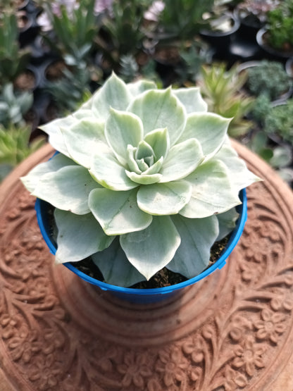 Echeveria Silver Queen variegata