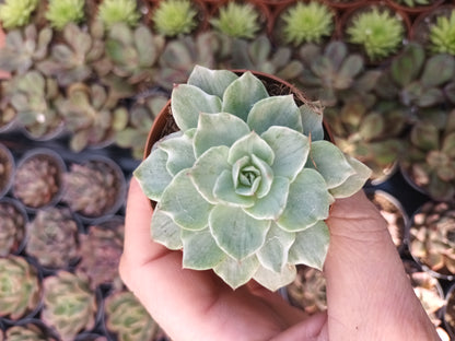Echeveria Silver Queen variegata