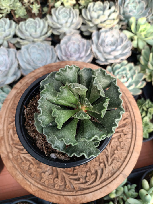 Adromischus Cristatus