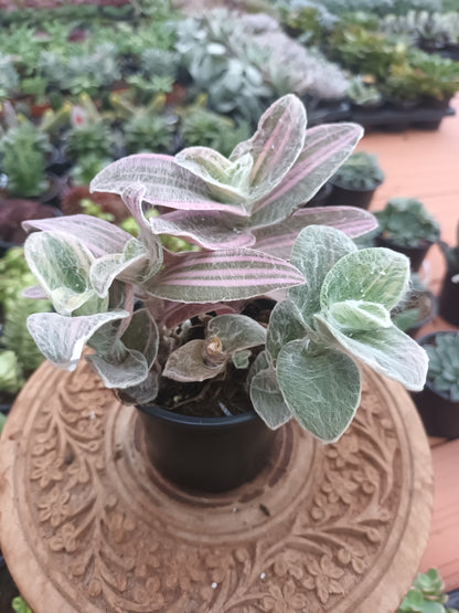 Tradescantia sillamontana variegata