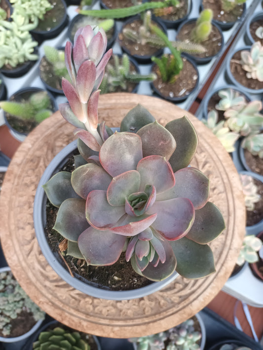 Echeveria nina