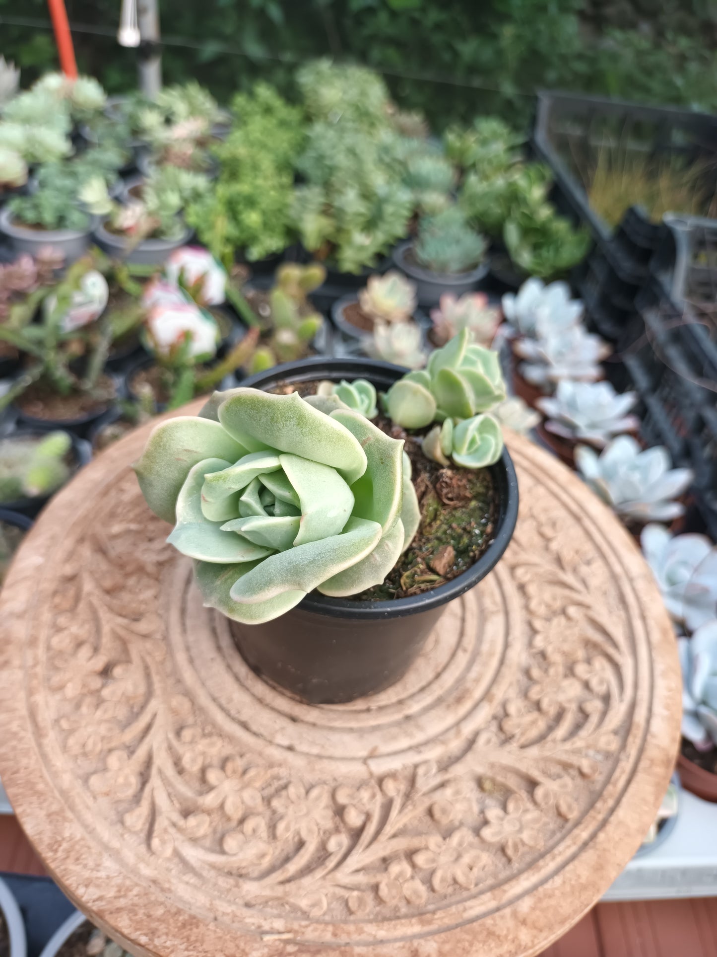 Graptoveria Lovely rose
