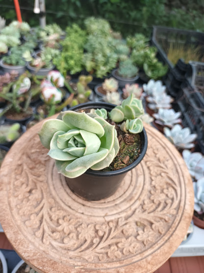 Graptoveria Lovely rose