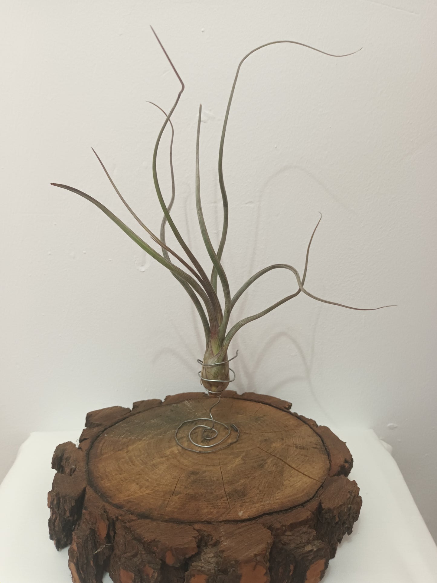 Tillandsia pseudobaileyi - M