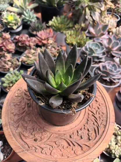 Echeveria affins
