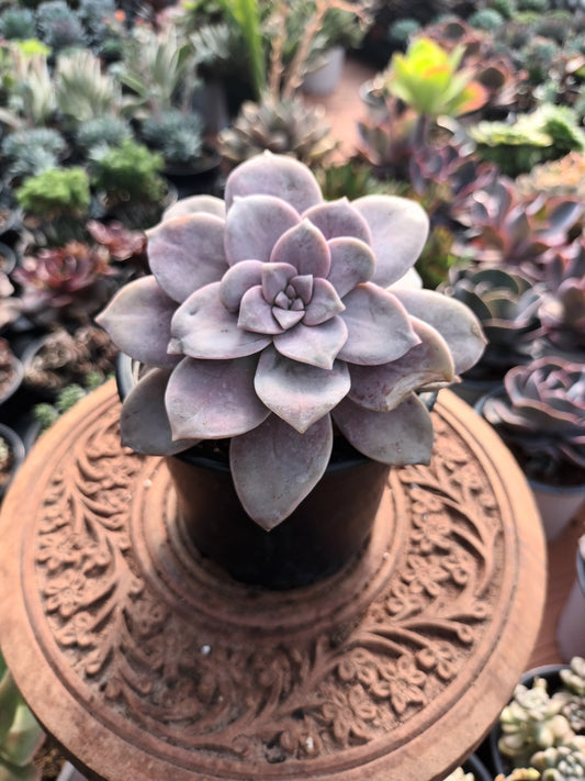Graptopetalum Superboom