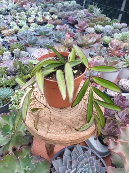 Hoya Wayetii