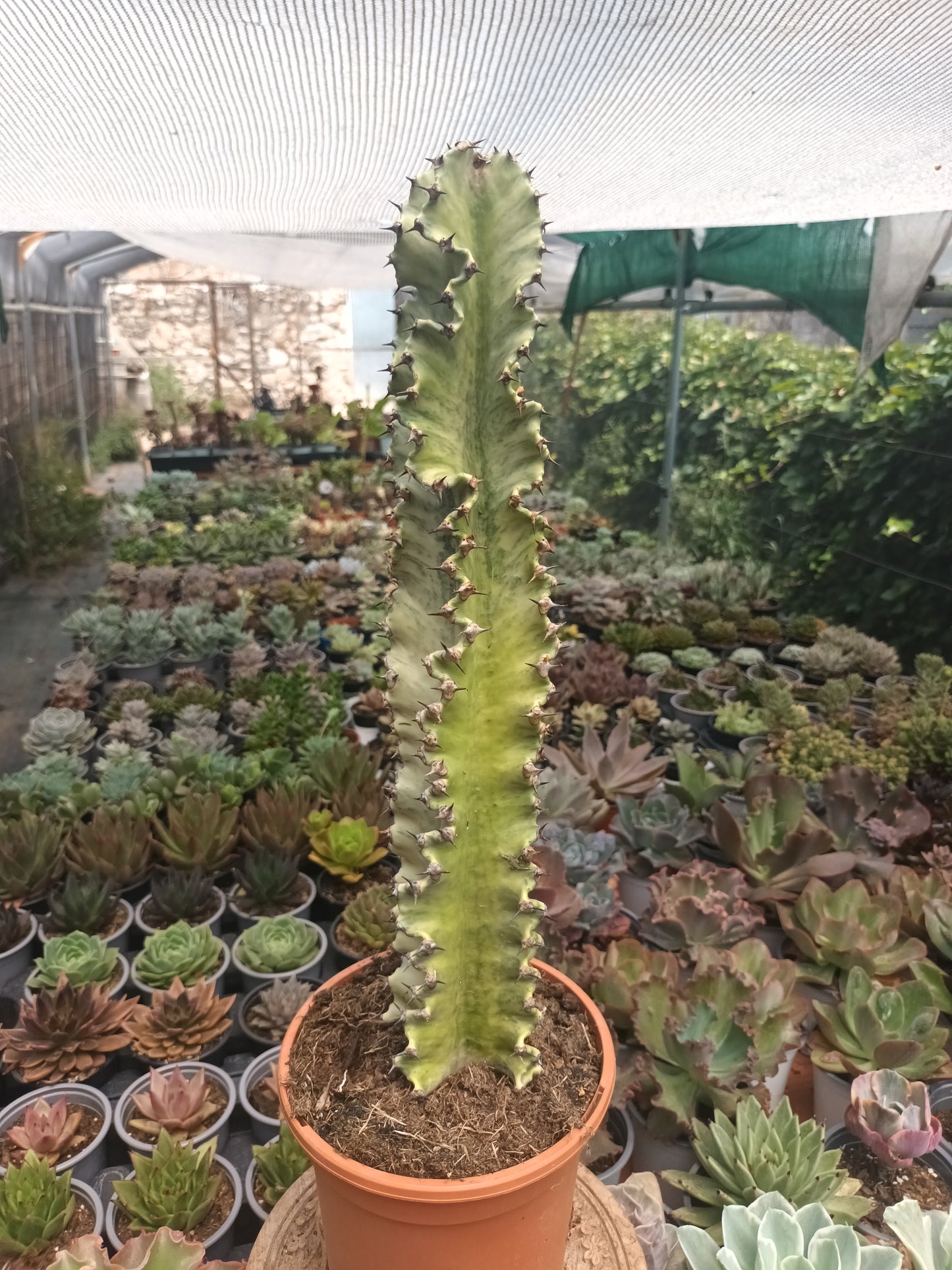 Euphorbia ingens variegata