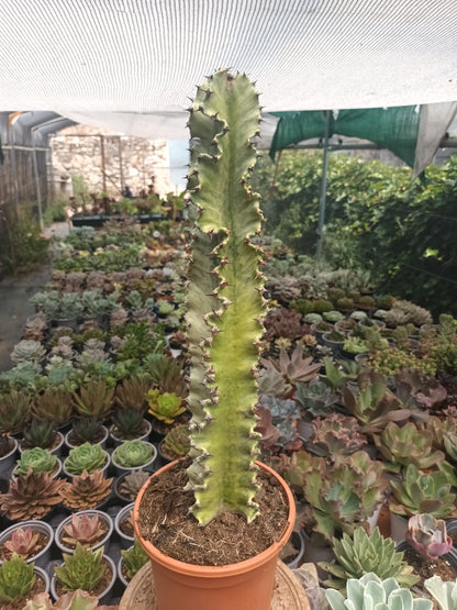 Euphorbia ingens variegata