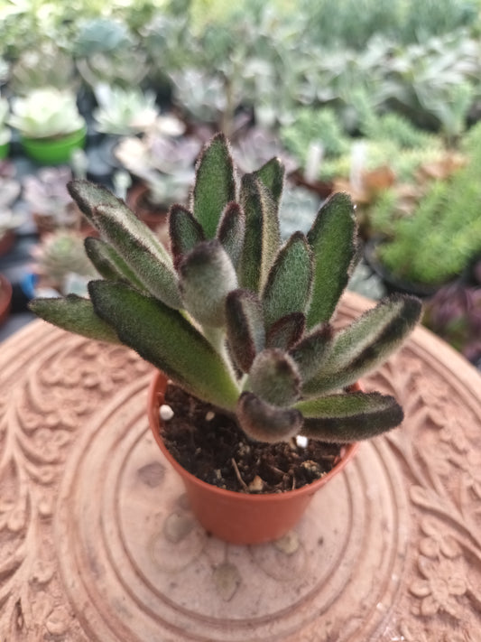 Kalanchoe tomentosa nigra