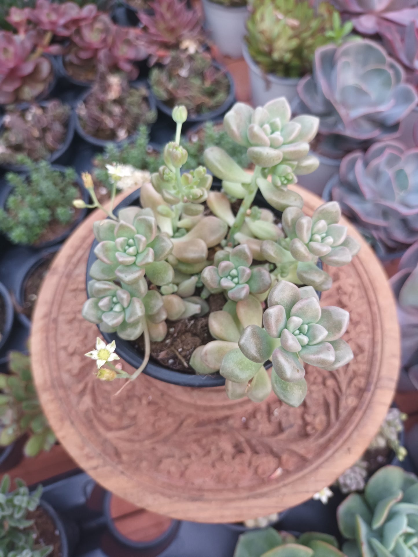 Graptopetalum mendozae