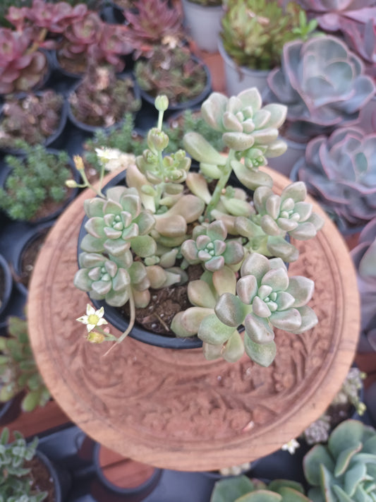 Graptopetalum mendozae