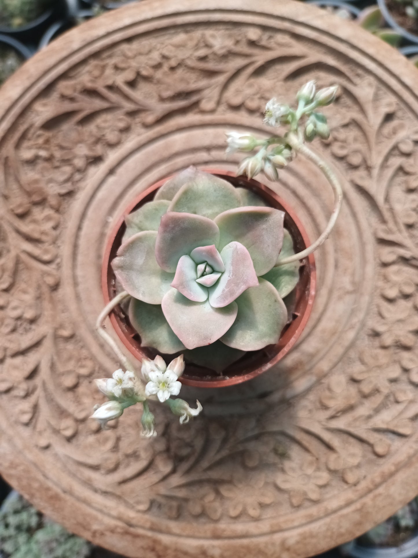 Sedum sinforosanum