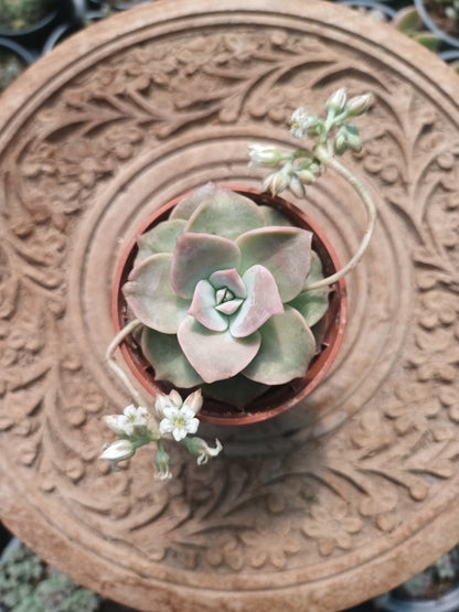 Sedum sinforosanum
