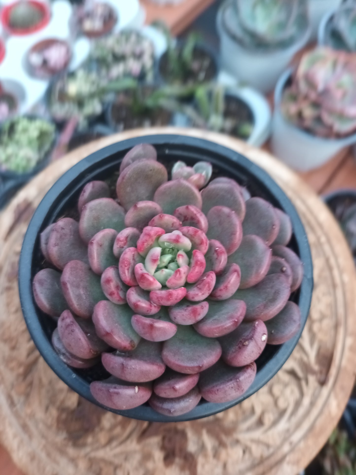Graptoveria bashful