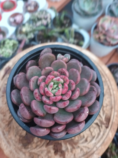 Graptoveria bashful