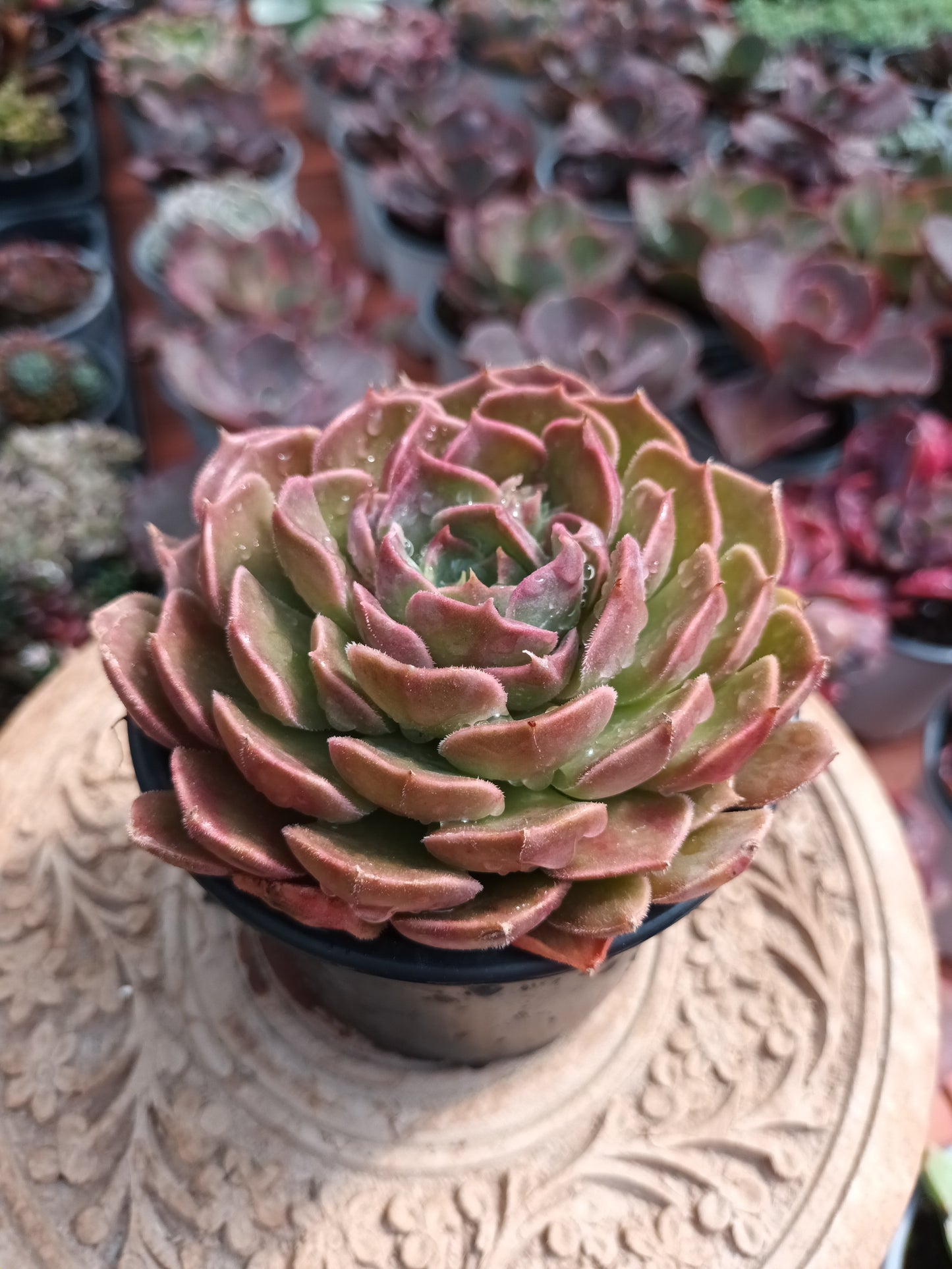 Echeveria Brown Rose