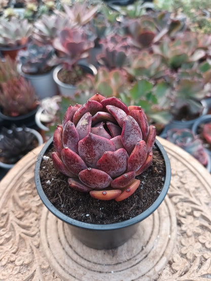 Echeveria Black Eye