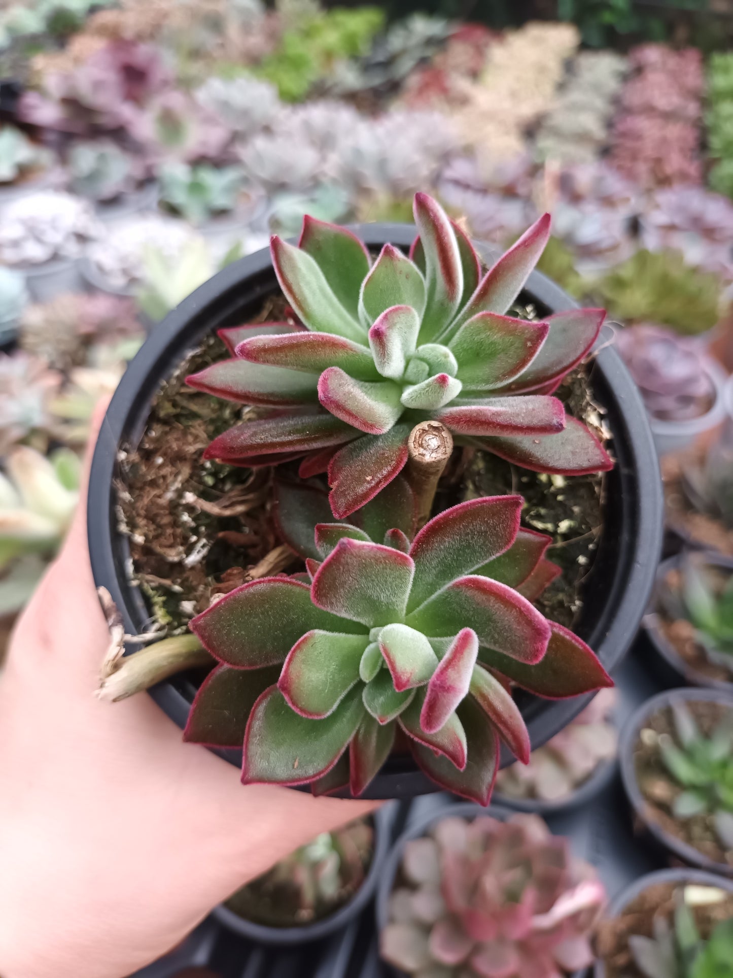 Echeveria pluvinata devotion