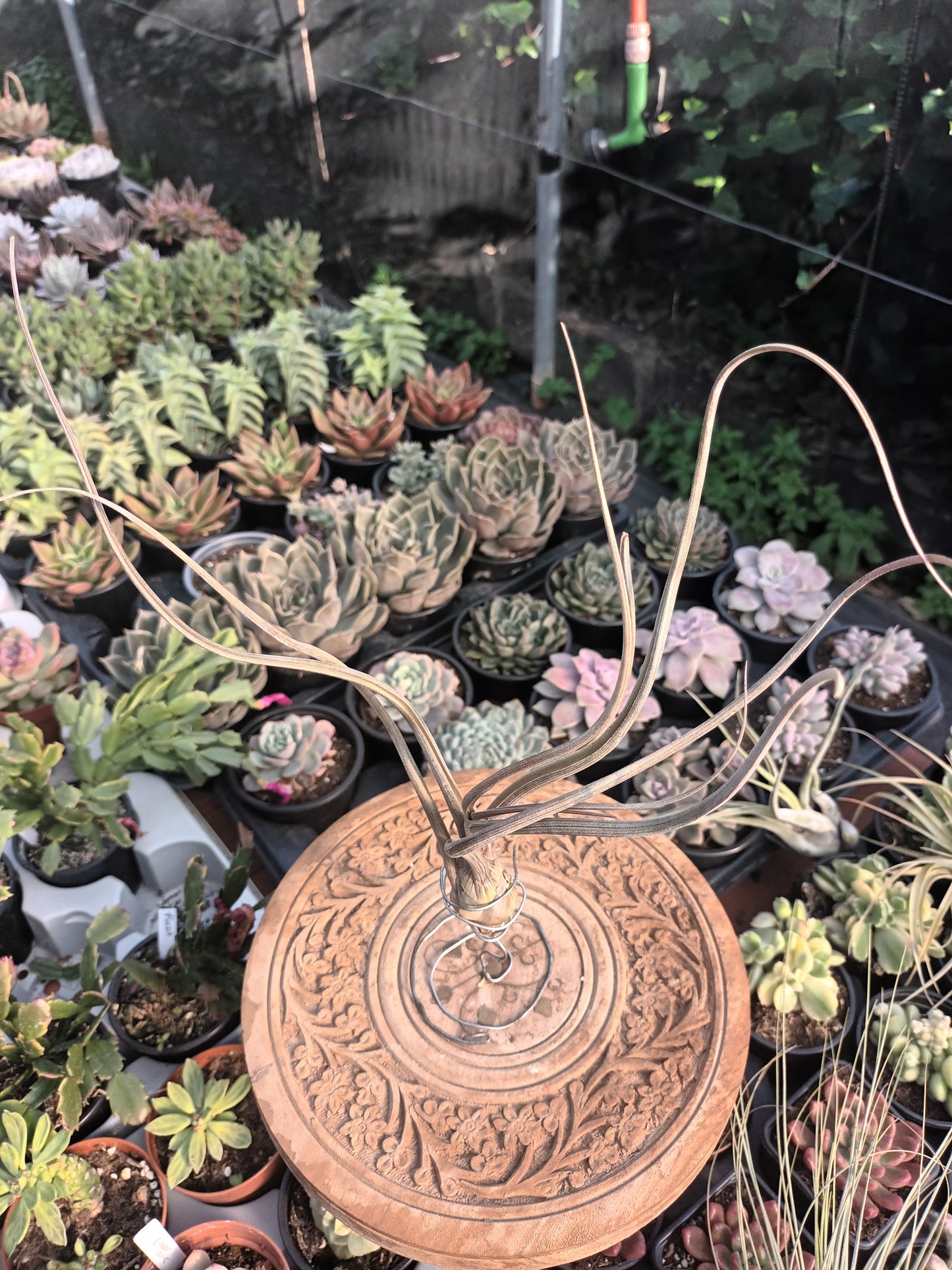 Tillandsia pseudobaileyi - M
