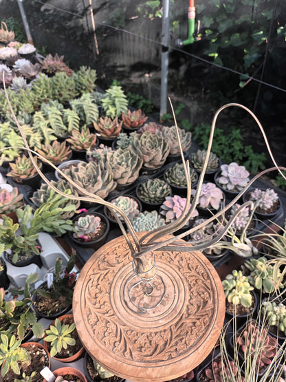Tillandsia pseudobaileyi - M