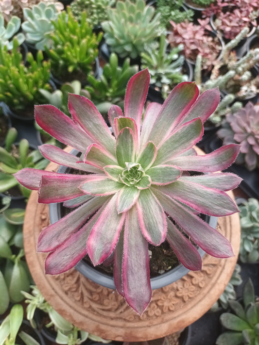 Aeonium Black Magic variegata