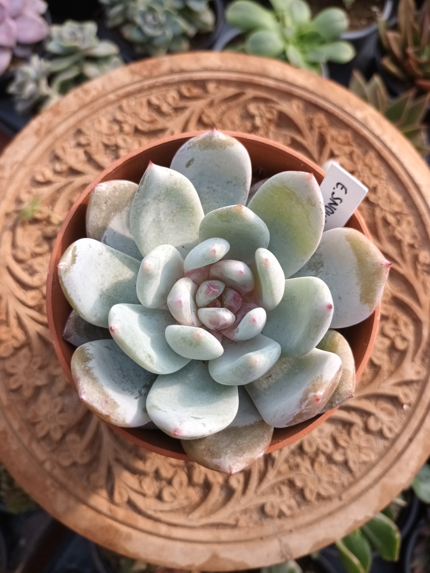 Echeveria Snow Angel