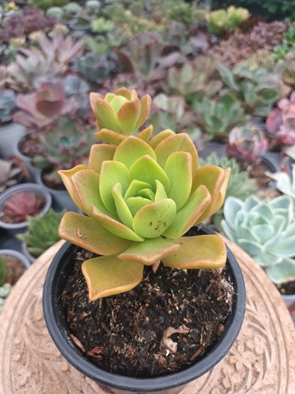 Aeonium Cooper Beauty