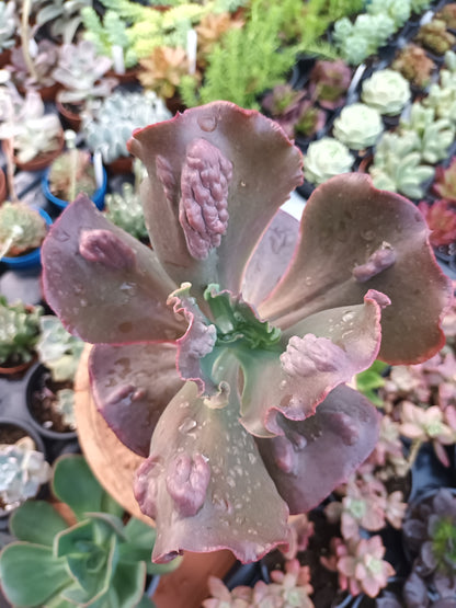 Echeveria Gibbiflora Increíble