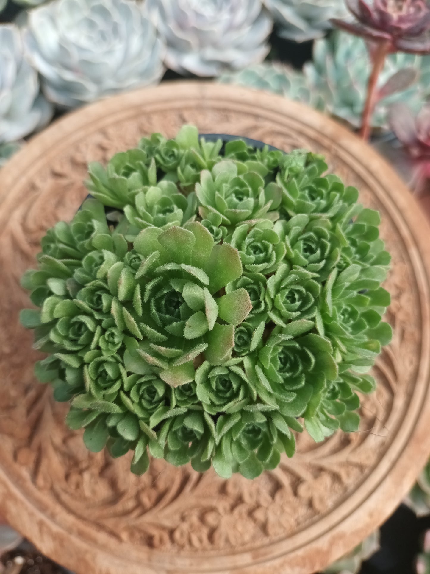 Rosularia chrysantha