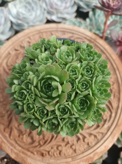 Rosularia chrysantha