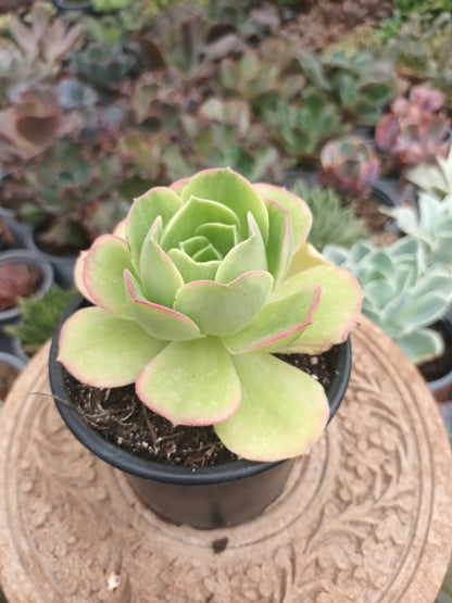 Aeonium orion