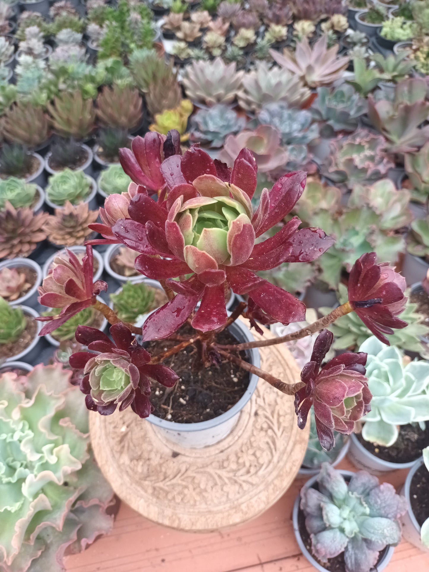 Aeonium Eden