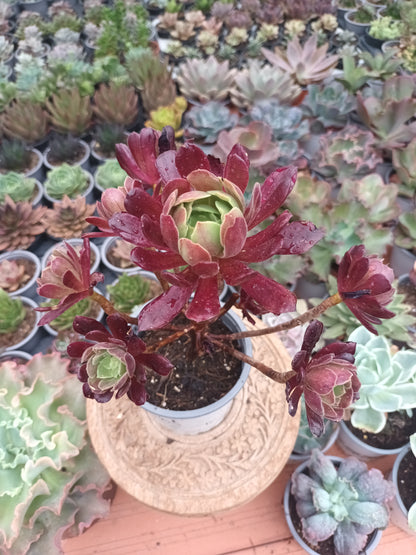 Aeonium Eden