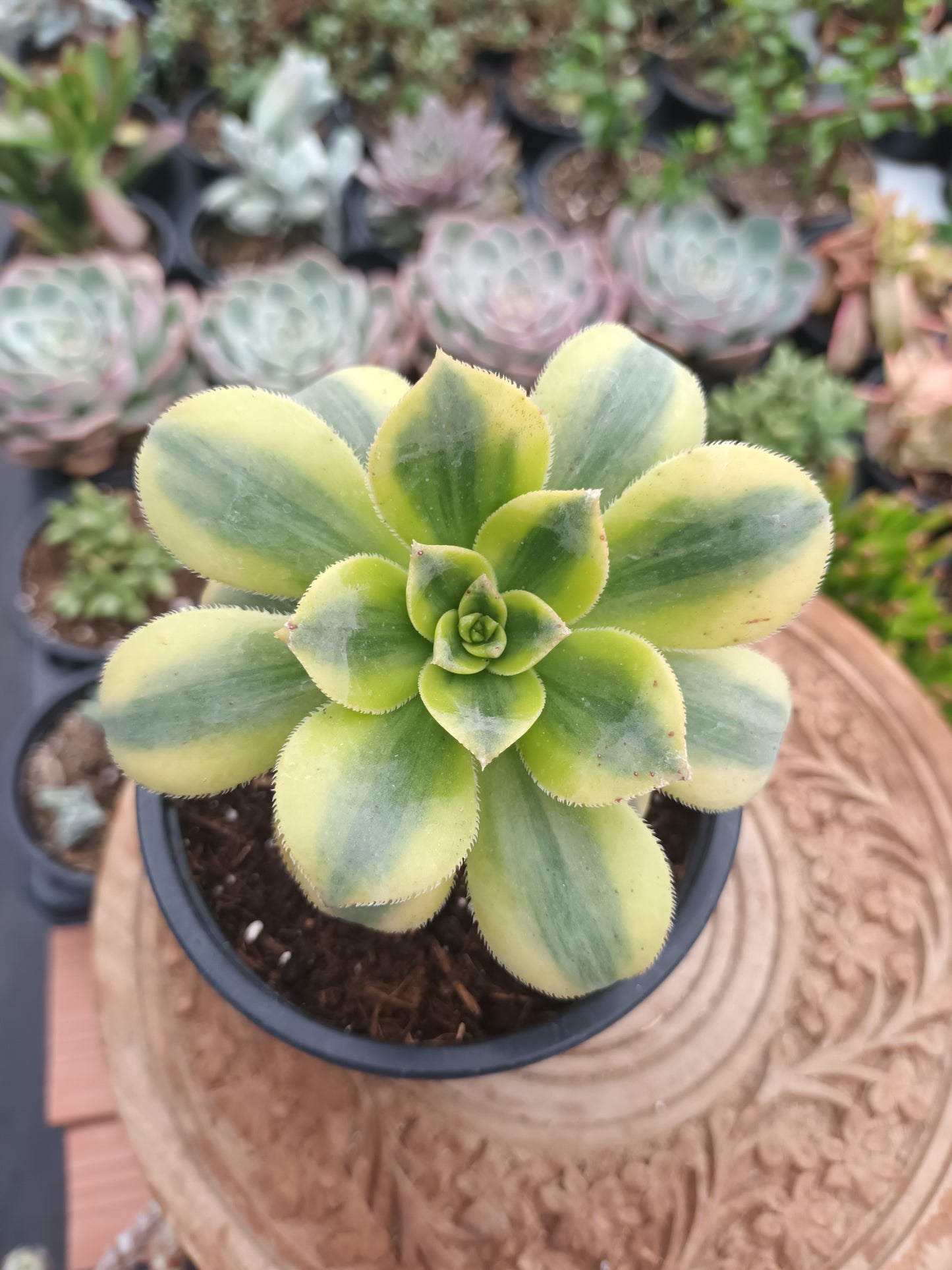 Aeonium Florence