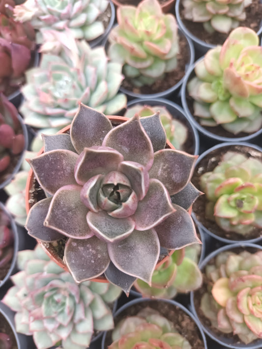 Echeveria purposorum White x lilacina