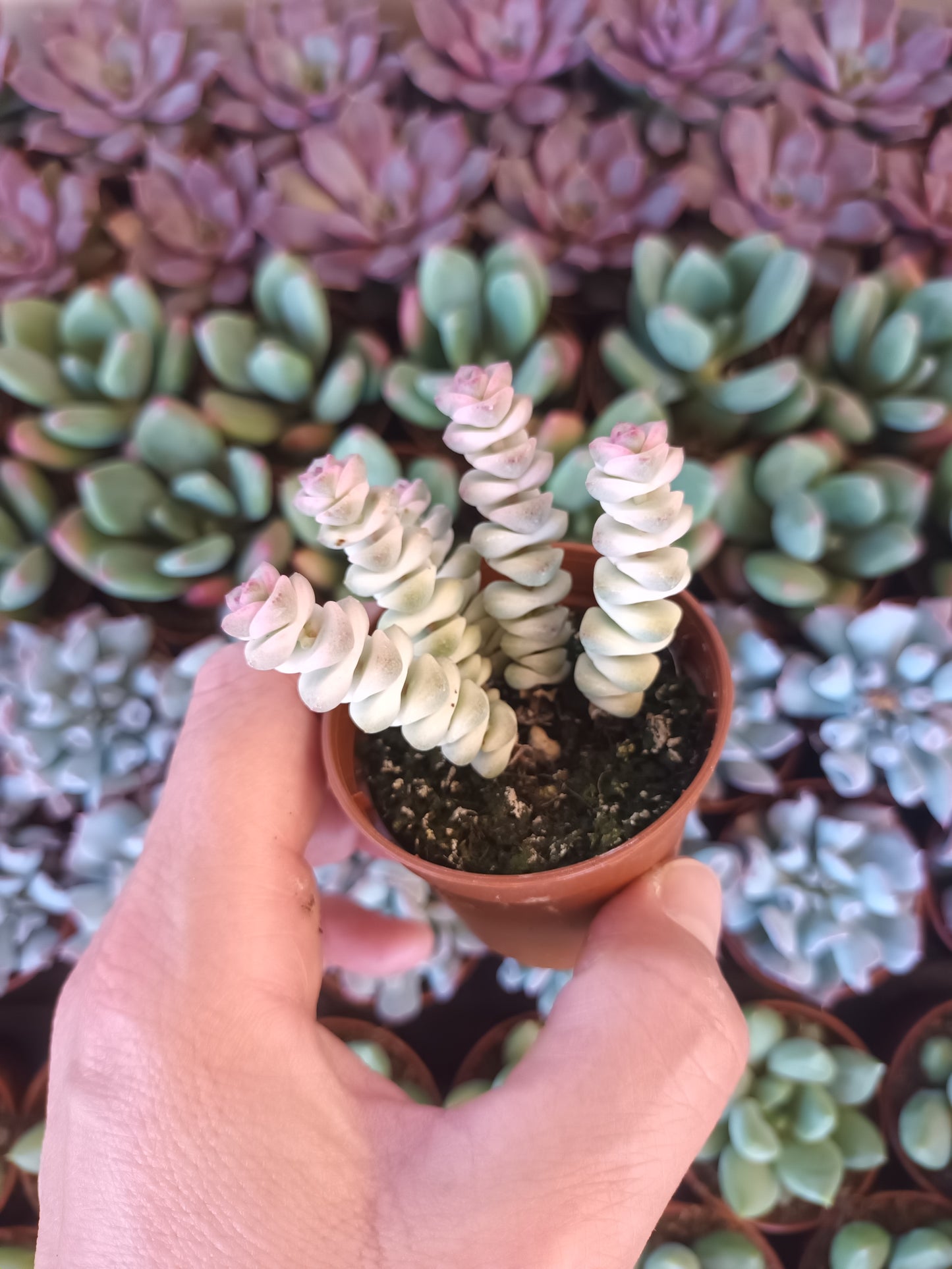 Crassula marmeriana Fantasy Variegata