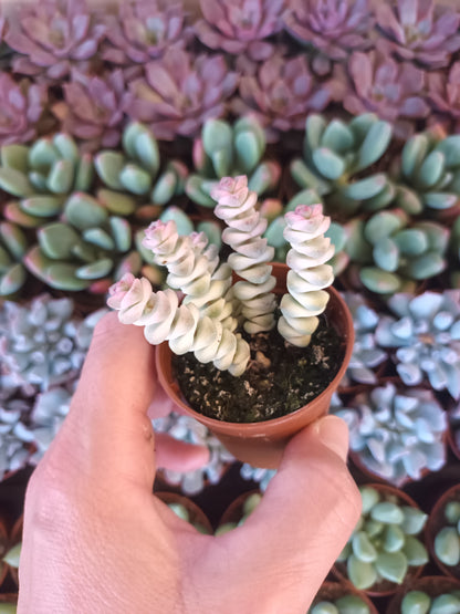 Crassula marmeriana Fantasy Variegata