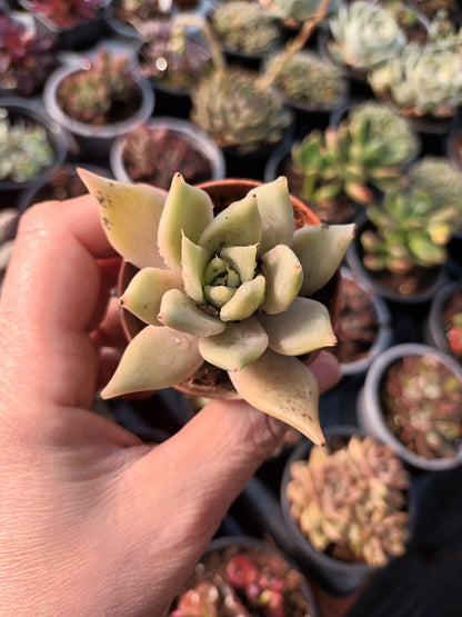 Echeveria Juliana