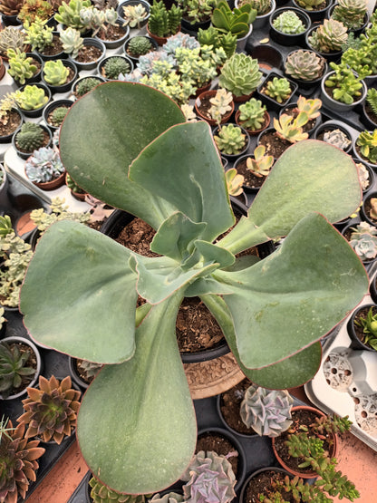 Echeveria gigantea