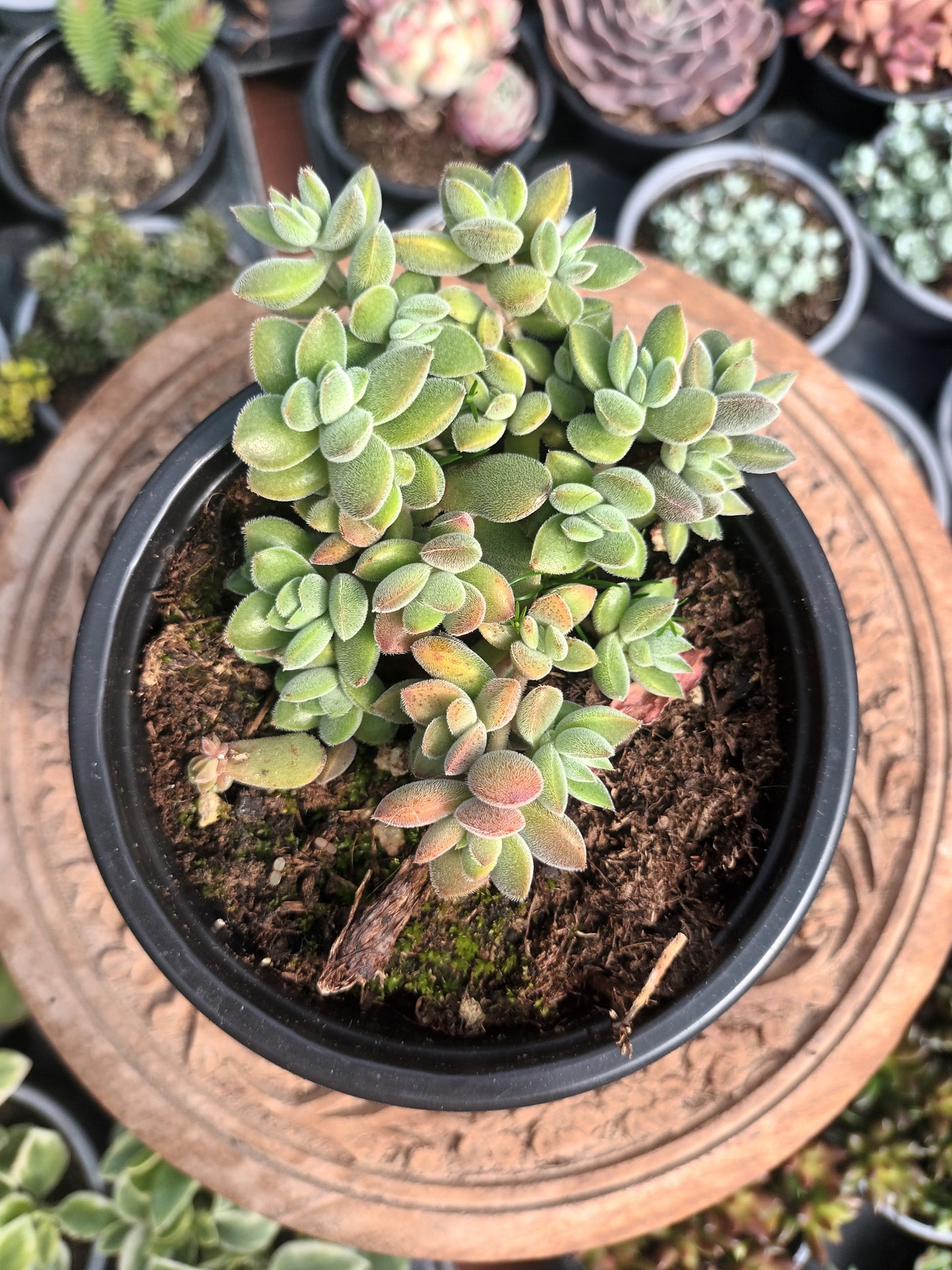 Crassula Lanuginosa Var. Pachystemon