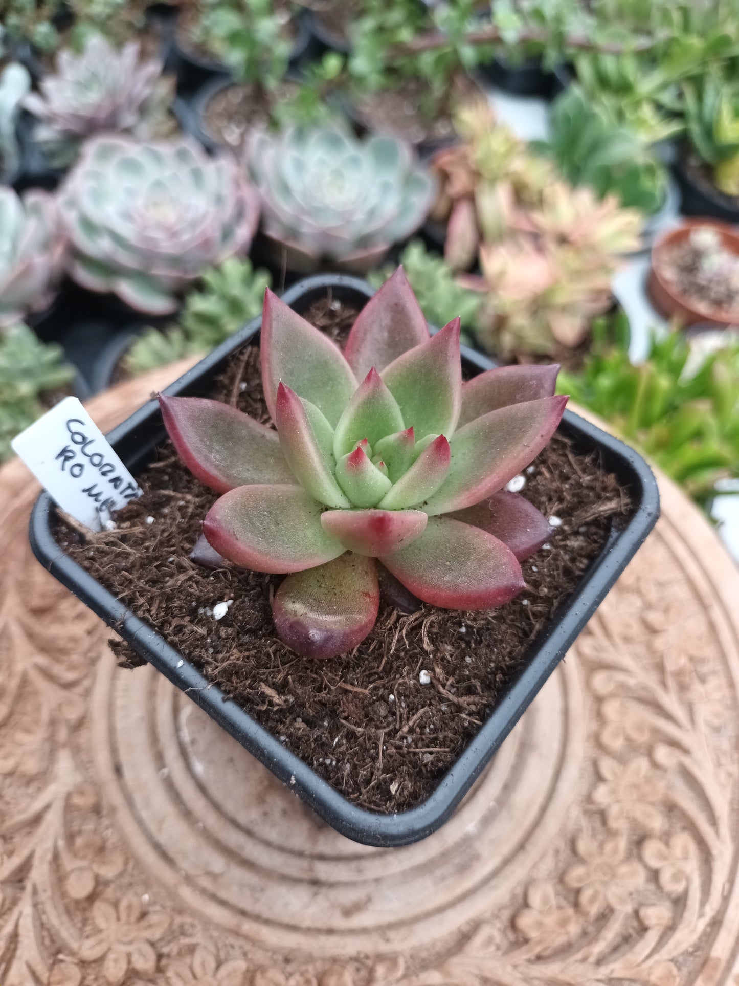 Echeveria colorata x romeo