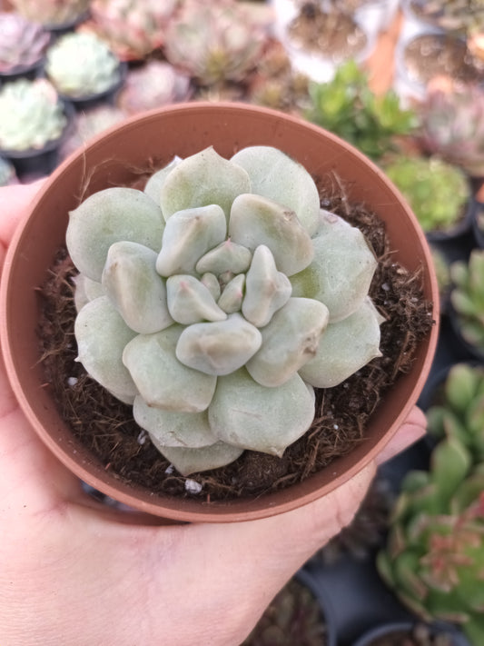 Echeveria Cream Puff