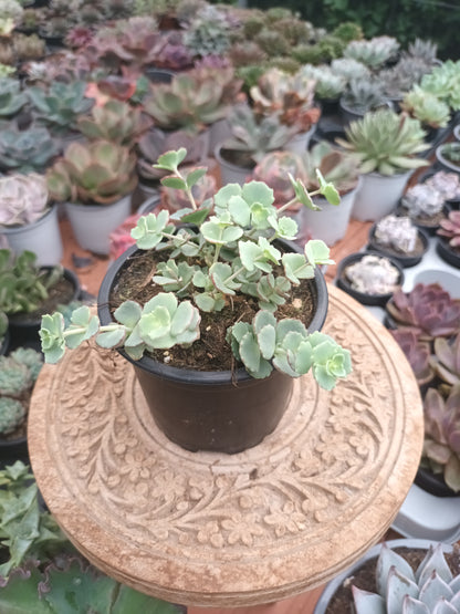 Sedum ‘Hylotelephium Sieboldii’ o planta Pilarica