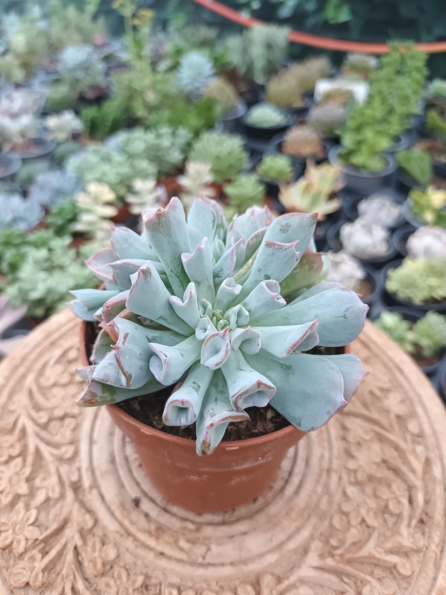 Echeveria Pig Nose