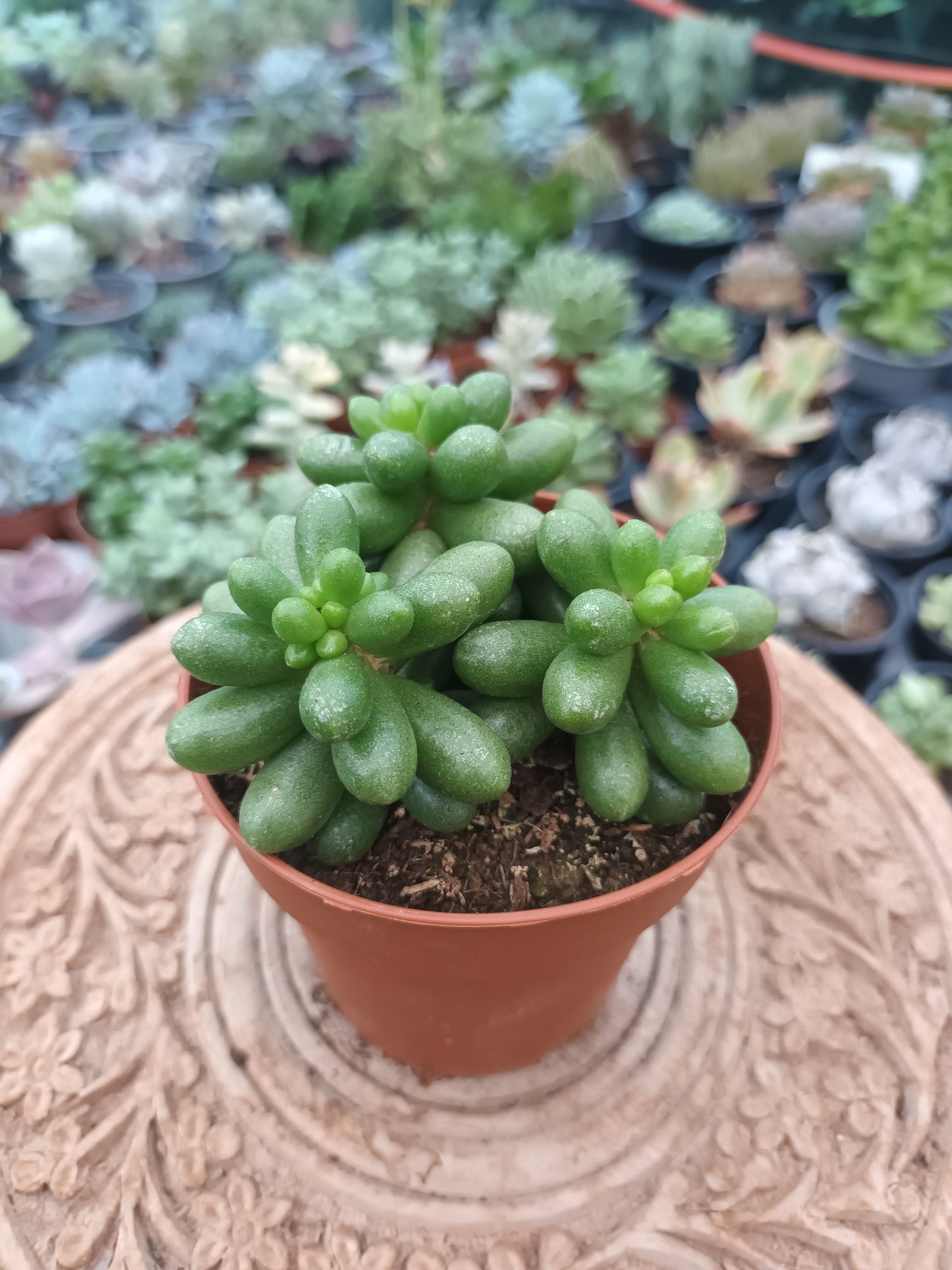Sedum hernandezii