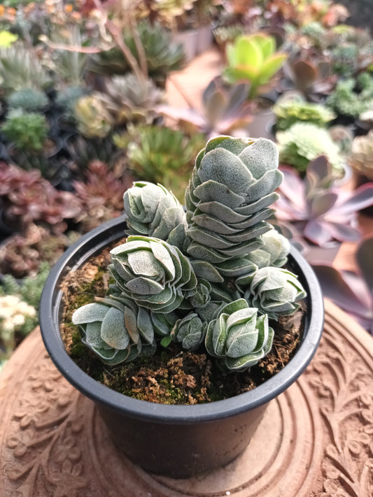 Crassula pangolin