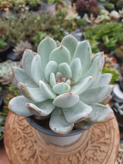 Echeveria Snow Angel