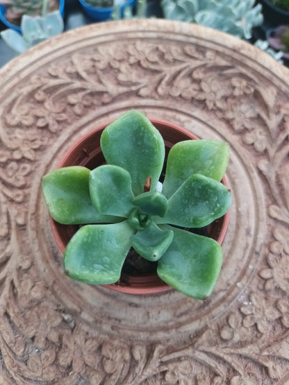 Echeveria setosa var.oteroi